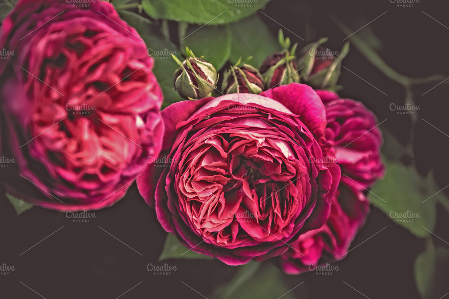 Iseeyouphoto simplyroses 6 containing floral, flower, and nature
