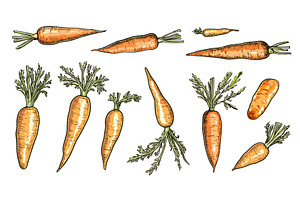 Fresh carrots. Farm vegetables, a Food Illustration by Valerie Bodnar