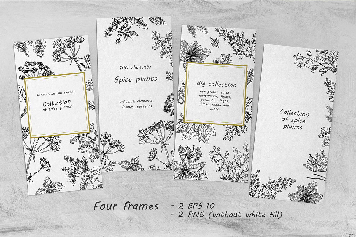 Spice Plants Collection, an Illustration by Evgeniia Lanskikh (Photo 8 of 11)