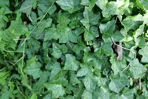 ivy plant background, a Photo by WorldOfPhotos