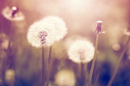 Dandelions In Retro Style preview 5