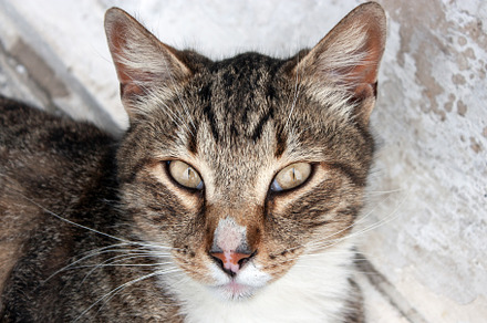 Tabby cat looks into the camera, an Animal Photo by Schreibikus