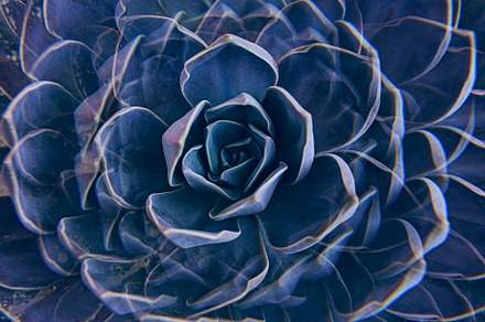Succulent Rock rose close up