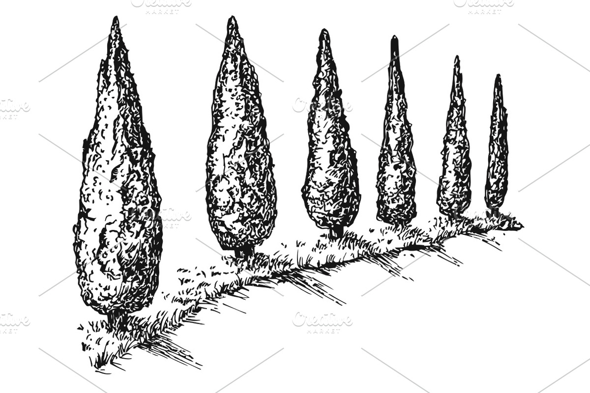 Hand drawn sketches of cypress tree, a Decorative Illustration by CGterminal (Photo 4 of 7)