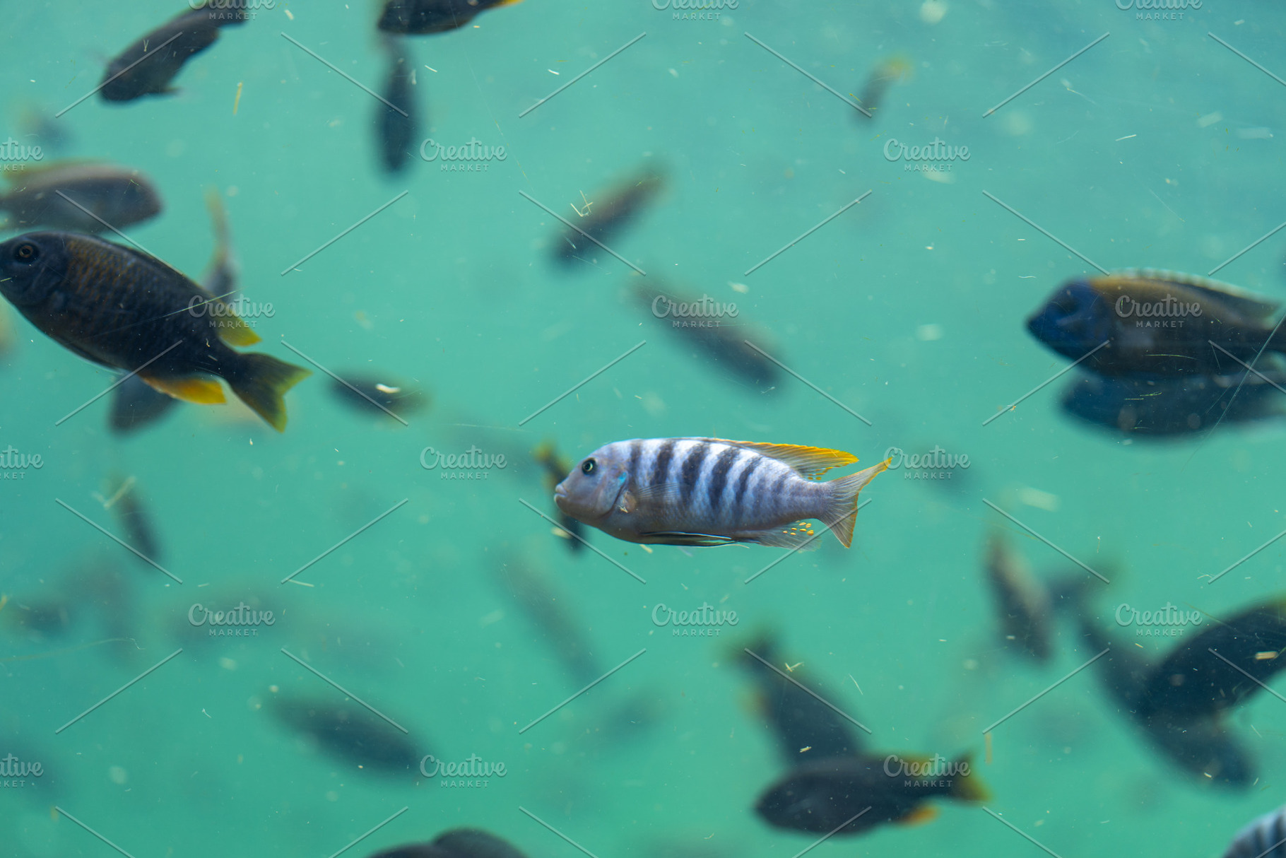 Vibrant purple fish swimming among school in water, a Photo by andreonegin market