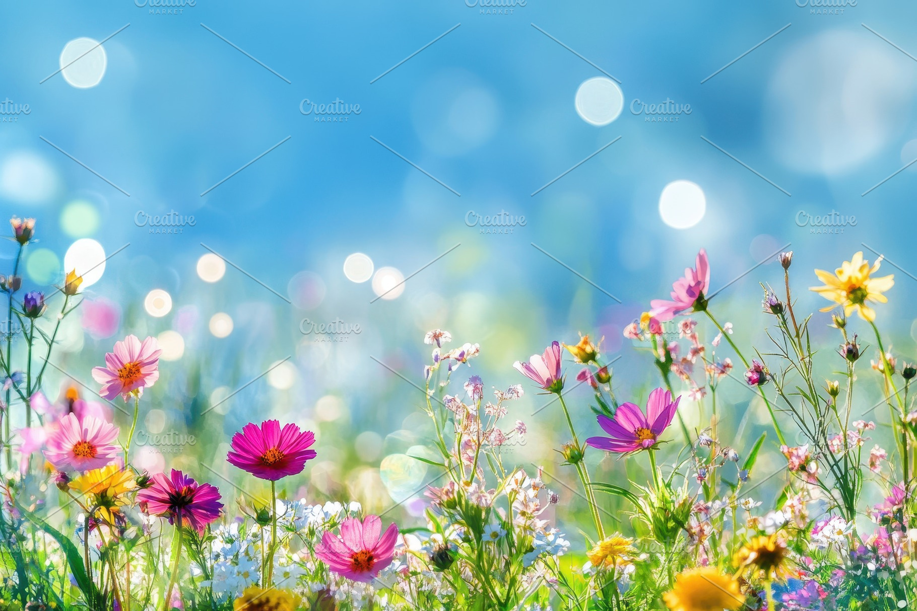 Colorful flower meadow with sunbeams, a Photo by Pavel_design