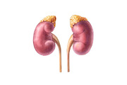 Human Organs Illustration Set, a Healthcare Illustration by Anna Repp Illustration (Thumbnail 9 of 14)