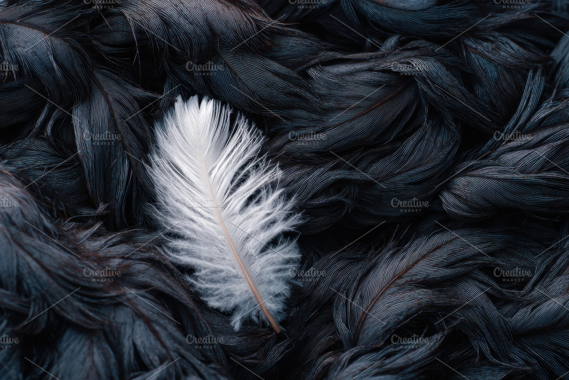 White feather rests on dark feathers, a Photo by Pavel_design