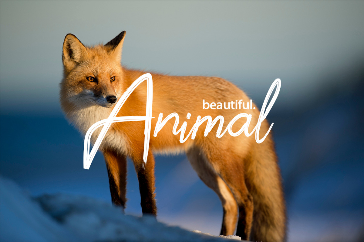 Shofia Mind Script Font preview 5