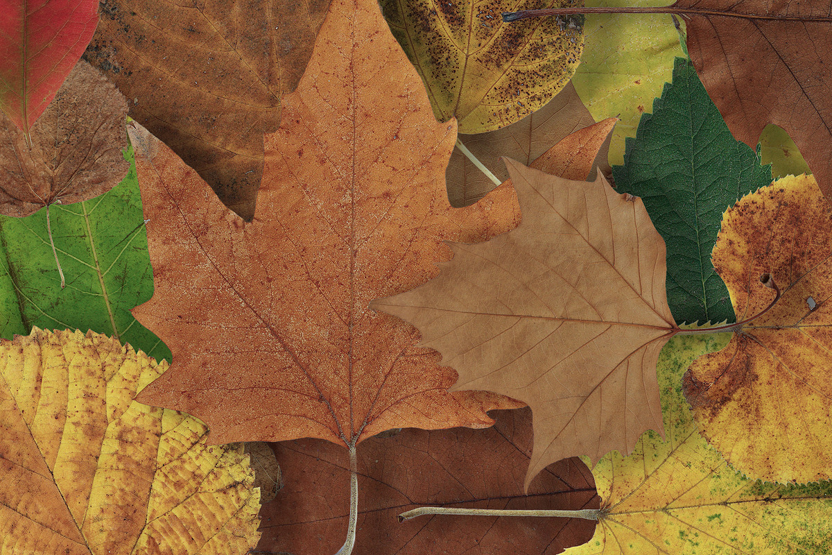 30 Autumn Leaf Texture, a Texture Graphic by CCPreset (Photo 3 of 3)
