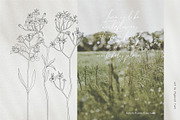 Meadow Flowers Vol. 1 & 2 Bundle, a Decorative Illustration by Pigment Café (Thumbnail 4 of 10)
