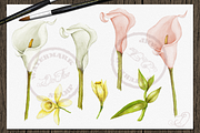Tropical Big Pack Watercolor Clip, a Decorative Illustration by DioFlow (Thumbnail 17 of 26)