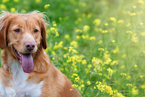 Happy Golden Dog in Spring Wildflower Meadow with Soft Copy Spac, an Animal Photo by José Manuel Gelpi