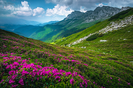 Flowering rhododendrons on the slope, a Nature Photo by Alpine Dreams
