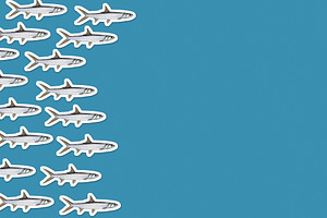 School of fish in collage style, an Animal Photo by BOOCYS