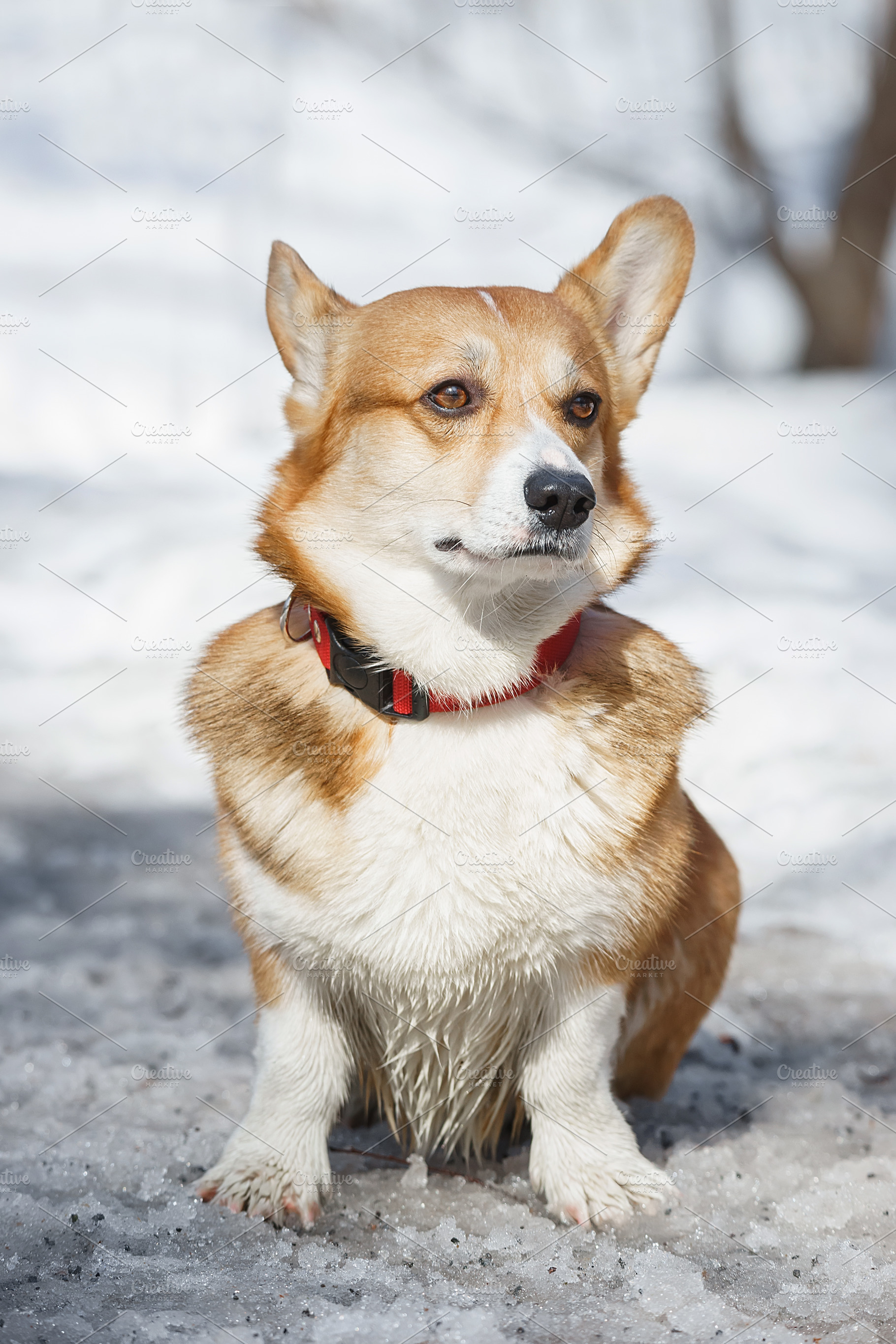 Welsh Corgi Pembroke in the winter f, an Animal Photo by AlexBush