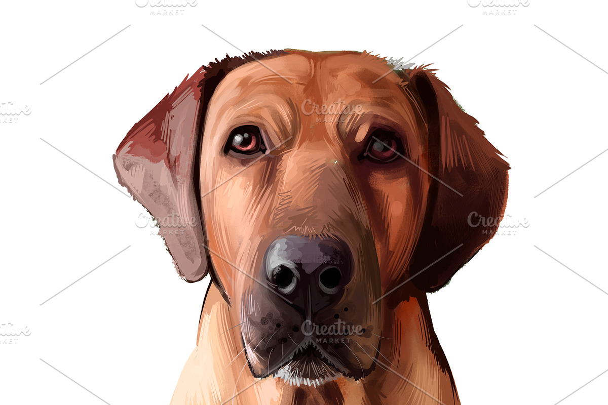 Mastiffs and Pugs 34 PSD Dogs Set, an Animal Illustration by Dneprstock (Photo 14 of 15)
