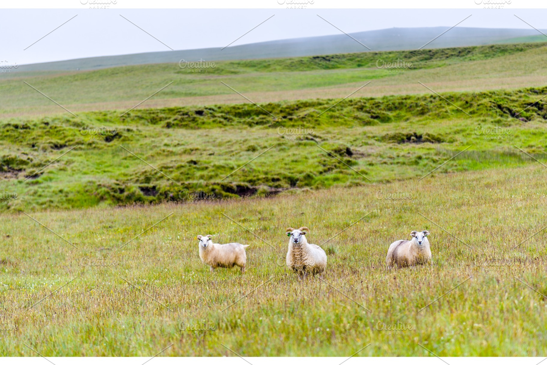 Sheep on pasture in Iceland, a Nature Photo by Leonid Andronov