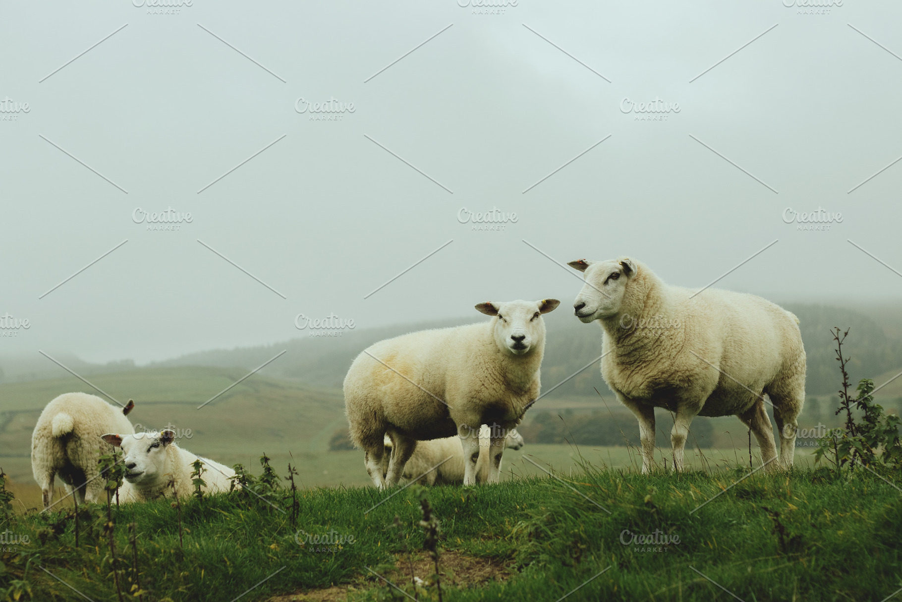 Farmland Sheep, an Animal Photo by René Jordaan Photography