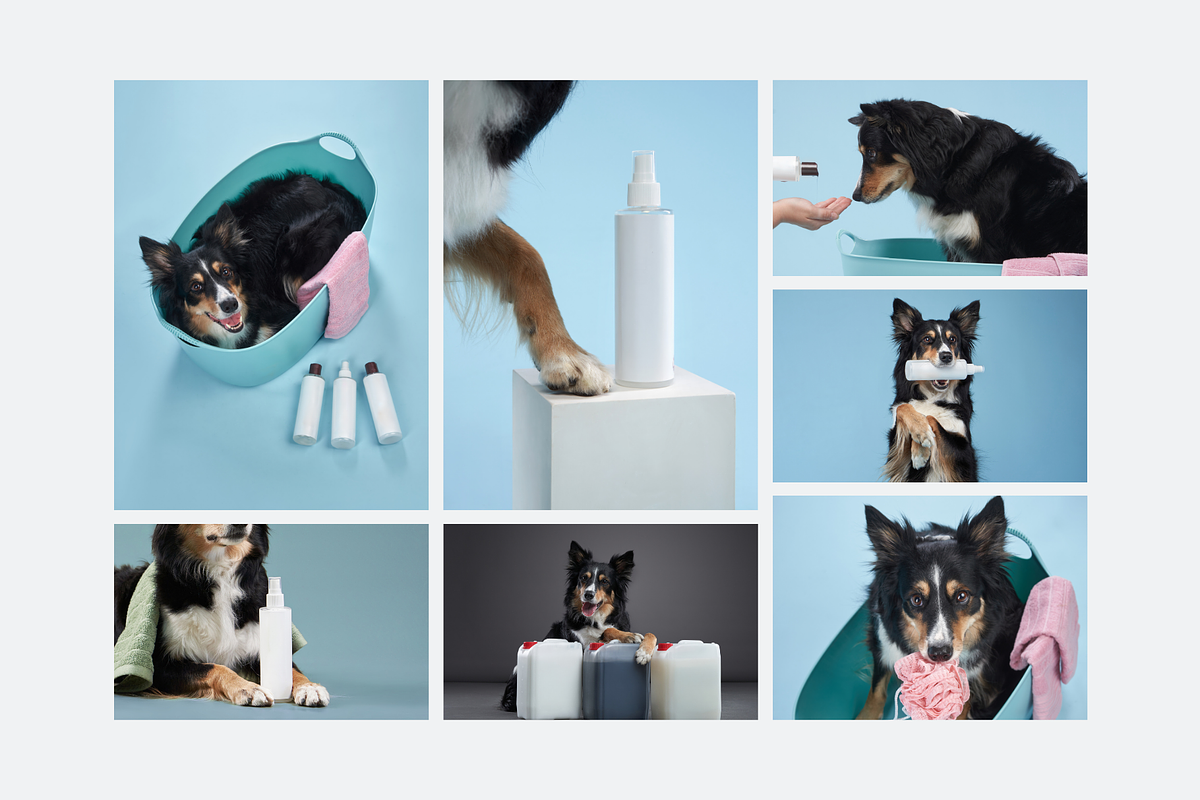 Dog Grooming Studio Photo Pack, an Animal Photo by Animalistica (Photo 2 of 3)