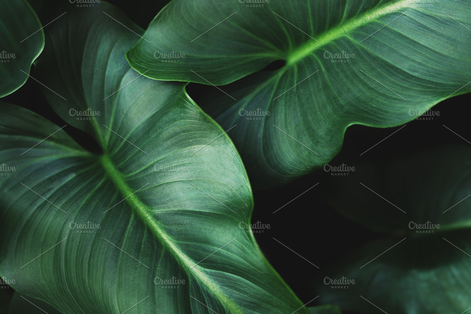 Large green tropical leaves containing outdoors, leaves, and vegetation, a Nature Photo by René Jordaan Photography