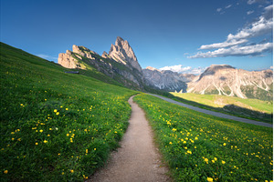 Path with vibrant wildflowers in, a Nature Photo by den-belitsky
