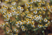 Pro Lightroom Presets Pack, an Action Add-On by Bamboobear Books Shop (Thumbnail 6 of 7)