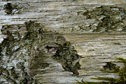 30 Tree Trunk Texture Photos, a Texture Graphic by Bilgep_design (Thumbnail 7 of 16)