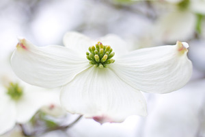 White flower on dogwood tree