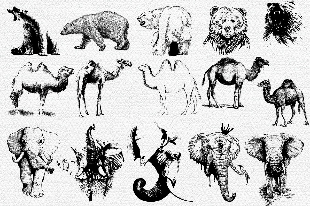 50 wild animals vector part 3, an Animal Illustration by AnastasiyaOleynik (Photo 9 of 9)