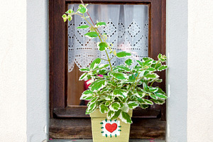 Window decorated with flower pot, an Architecture Photo by BOOCYS