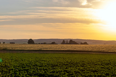 Sunset on an agricultural field in the summer, a Photo by MyPhotos