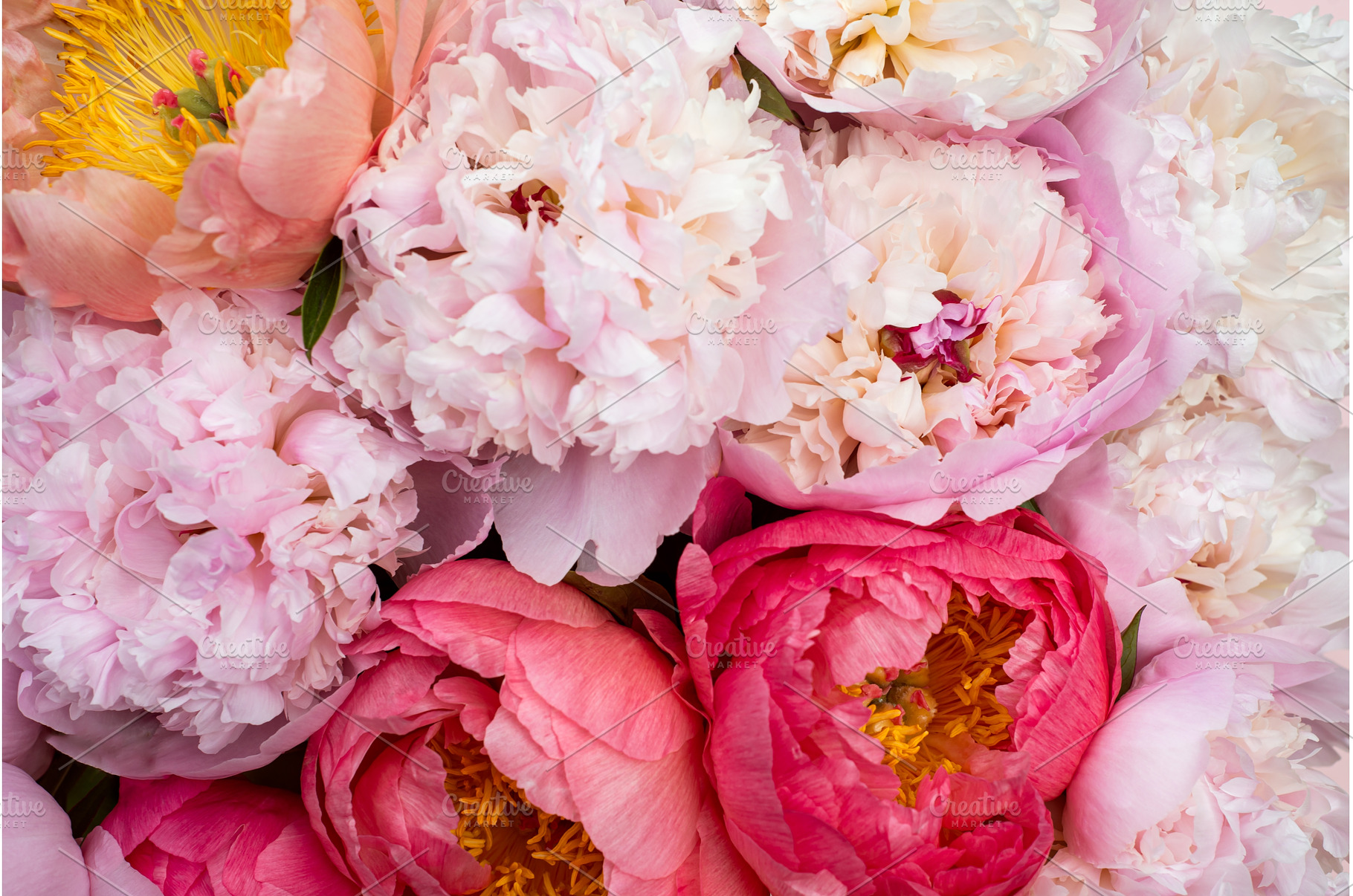 Fresh bunch of pink peonies, a Nature Photo by MAnuta