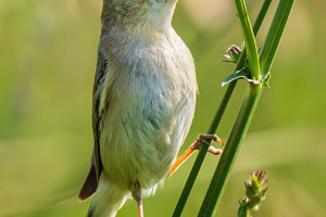 Booted warbler with insect in beak, an Animal Photo by Fascinadora