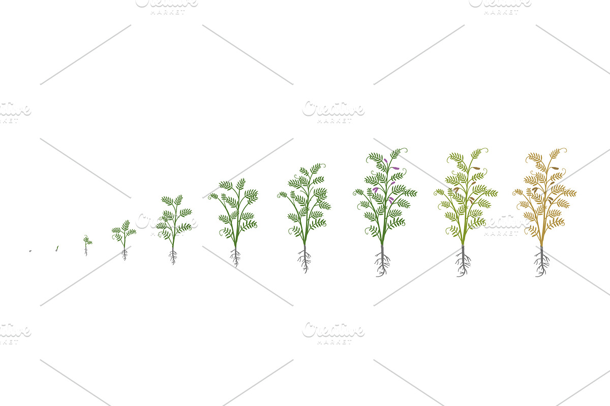 Vegetable growth stages pack, a Food Illustration by Ilia Design (Photo 2 of 9)