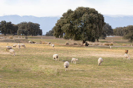 Wild sheeps in the landscape, an Animal Photo by José Manuel Gelpi