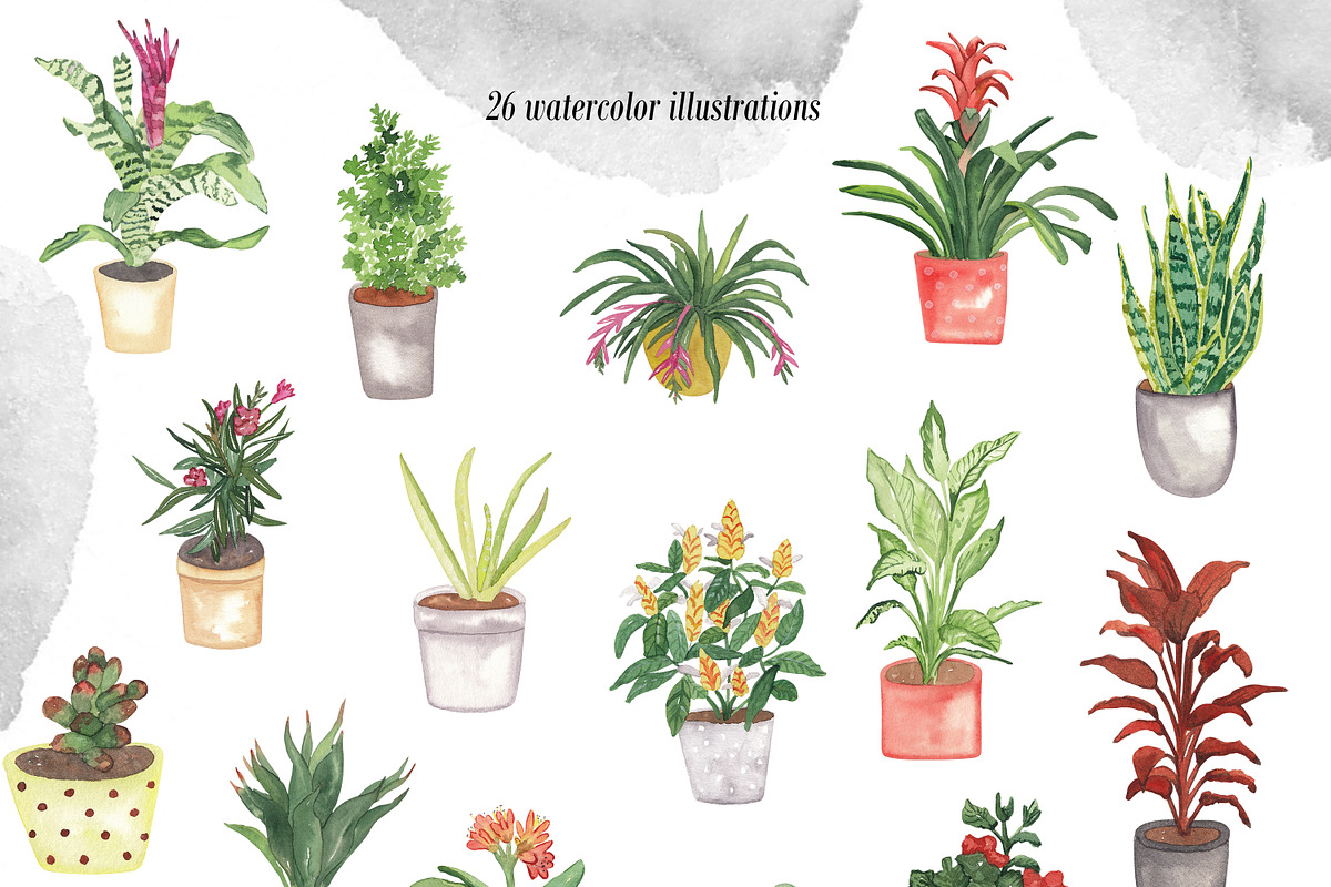 House Plants Alphabet and Clipart, a Decorative Illustration by Visual Animal (Photo 4 of 6)