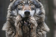 236 surprised animals, an Animal Photo by Handmadefont (Thumbnail 163 of 241)