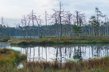 Wild swamp landscape in summer morning, a Nature Photo by MDBildes