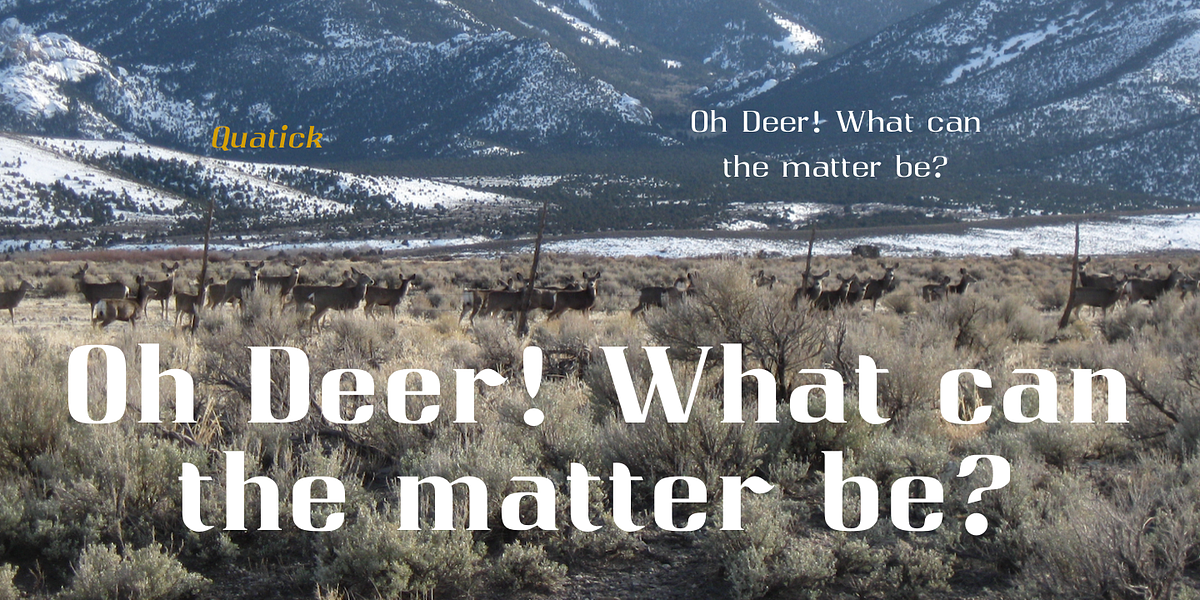 Qwatick, a Serif Font by Ingrimayne Type (Photo 3 of 8)