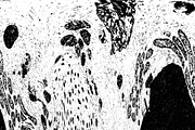 Lilliputian, a Texture Graphic by Jennifer Lauren Creative (Thumbnail 24 of 28)