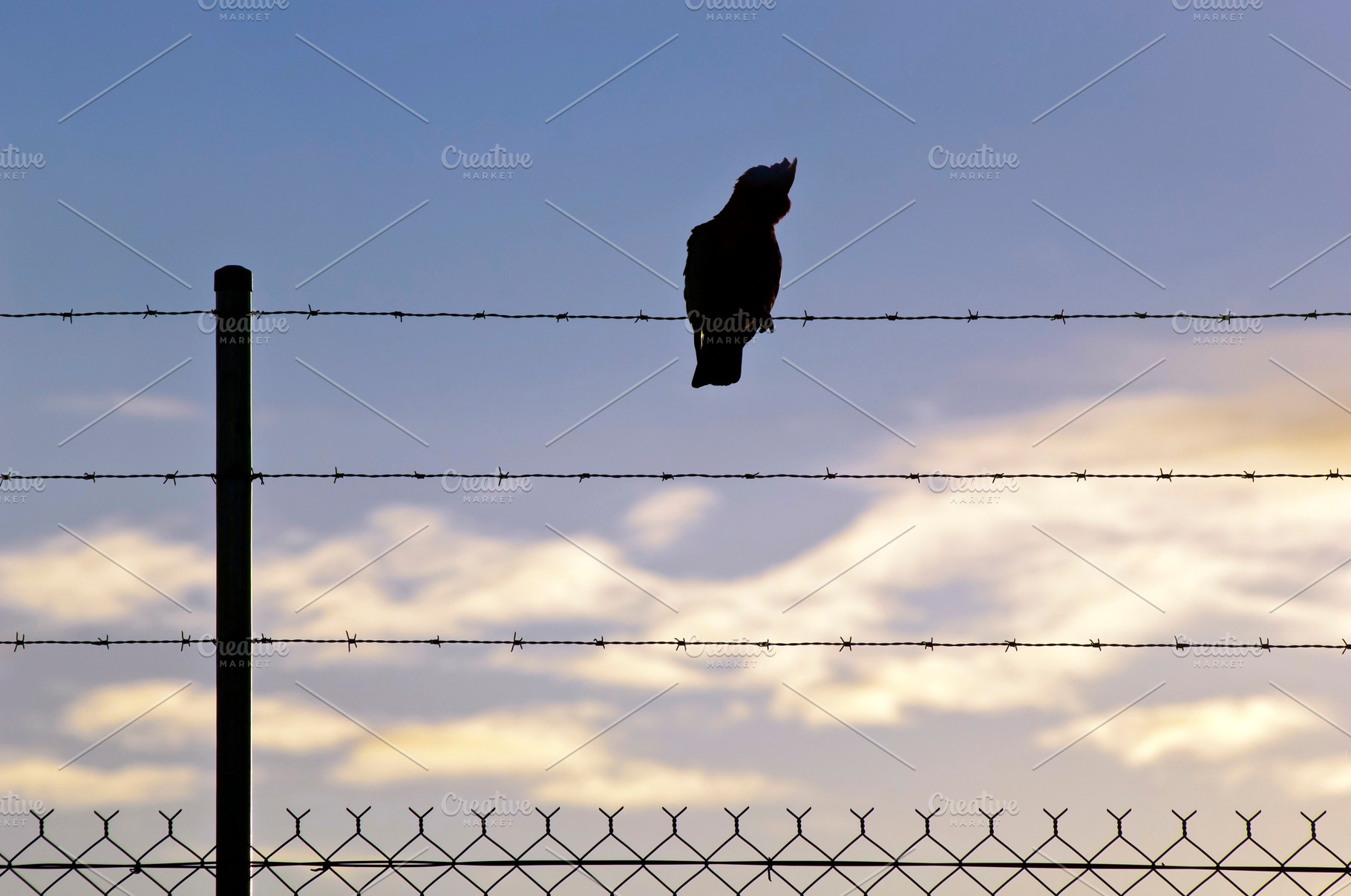 Silhouetted Bird on Wire, an Animal Photo by THP Creative