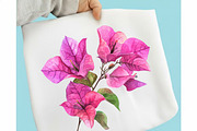 Bougainvillea Flowers Clipart Bundle, an Illustration by designcity5 (Thumbnail 4 of 5)