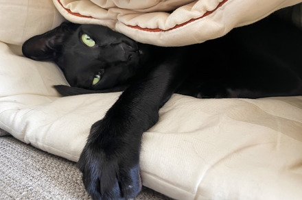 Black funny oriental cat