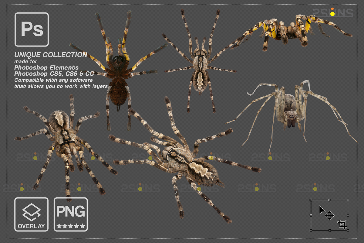 Spider Photoshop overlays, an Object Graphic by 2SUNS (Photo 6 of 9)