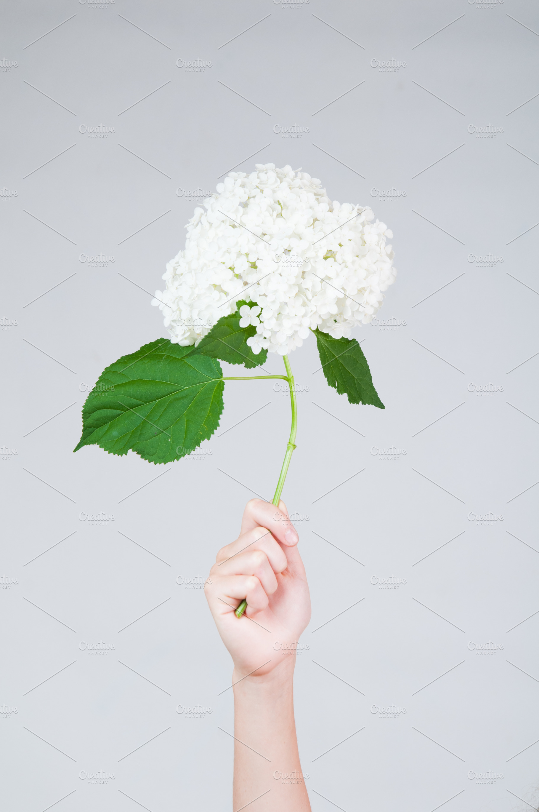 hand holding up hydrangea flowers, a Background Photo by Siân C Photography