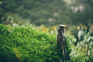 Wooden post in lush greenery, a Wallpaper Photo by SkyNext