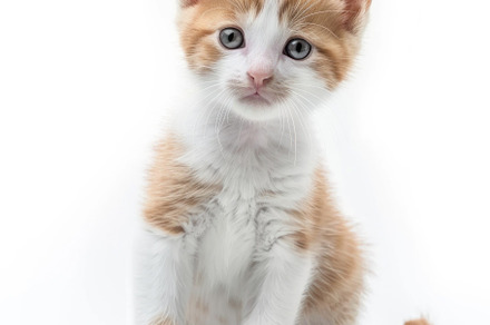 A Fluffy Ginger Kitten Posing with Innocence - Generative AI, an Animal Photo by José Manuel Gelpi