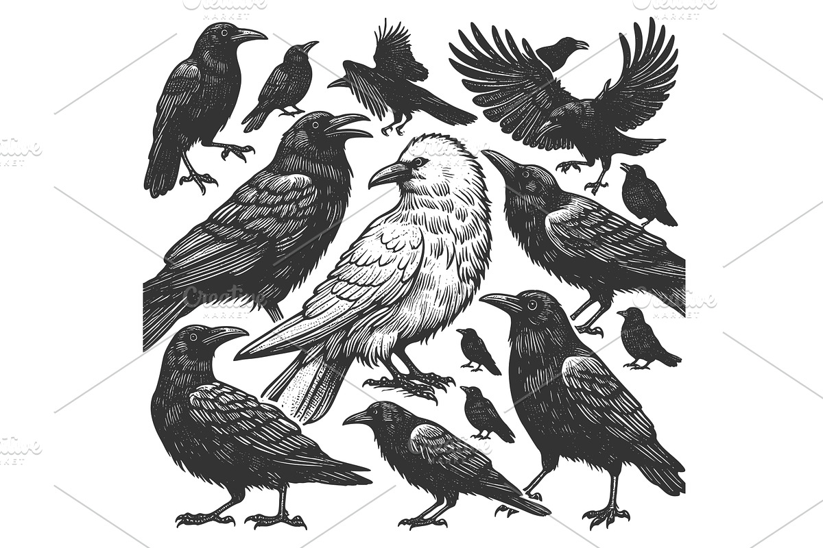 White Crow Among Black Crows, an Animal Illustration by AlexArt