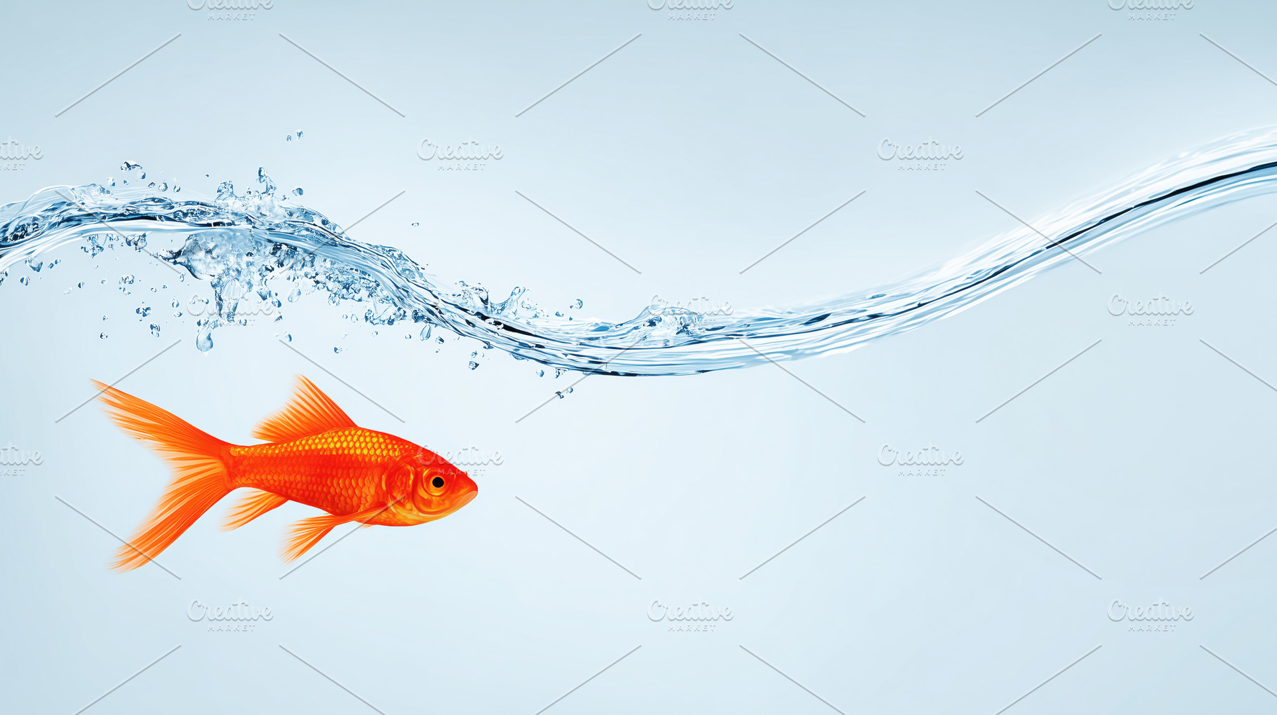 Bright orange goldfish swimming, an Animal Photo by MistyDay